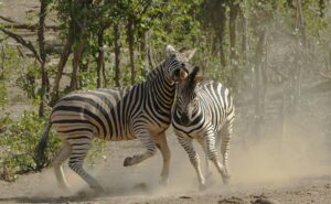 Illustration of Kruger National Park Safari Guide: Essential Tips for an Unforgettable Adventure