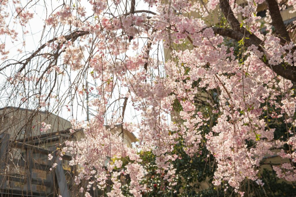 Pink cherry blossom trees in full bloom surrounding a historic Kyoto temple garden in spring.